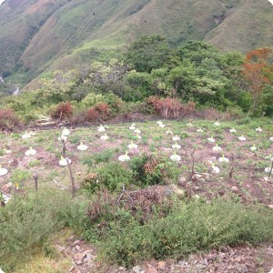 26. 20180410 More trees have been planted on this field in Hato Vito  Colombia