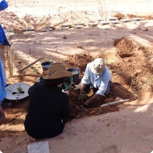 38. Making planting holes in Zaouia