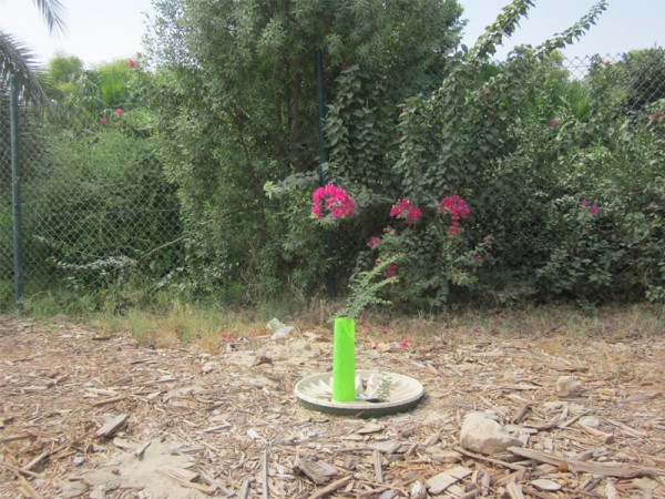 1. June 15  2015   Two Ghaf Trees have been planted at the same time in the Waterboxx plant cocoon