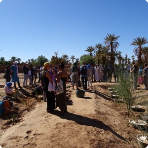 Groasis waterboxx Treeplanting activity in wadi 4 and 5 in Oct 2017