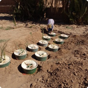 Groasis waterboxx planted in Wadi nr 5 in Oct 2017