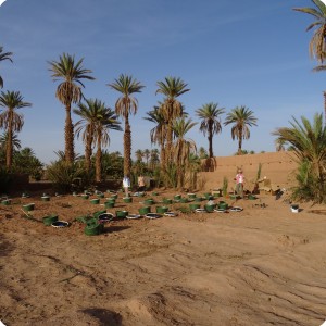 Wadi nr 1 2 and 3 Groasis Waterboxx ready for planting Oct 2016 