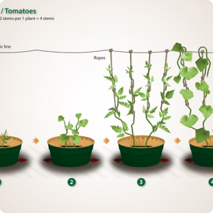 22. The pruning of tomatoes and cucumber