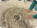 23. You put the roots of the plants all the way in the sand   on this photo they are planted above the sand  that is wrong