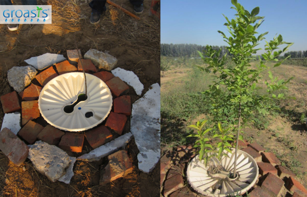 Beijing Huangfa Nursery and Waterboxx tree after one year   november 2013