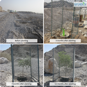 Trees planted with the water saving Waterboxx plant cocoon in the UAE on a rocky surface without the help of irrigation