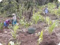 10. 20180219 Woman of Gonzalo are planting fruit trees and vegetables with the Waterboxx plant cocoon on this slope