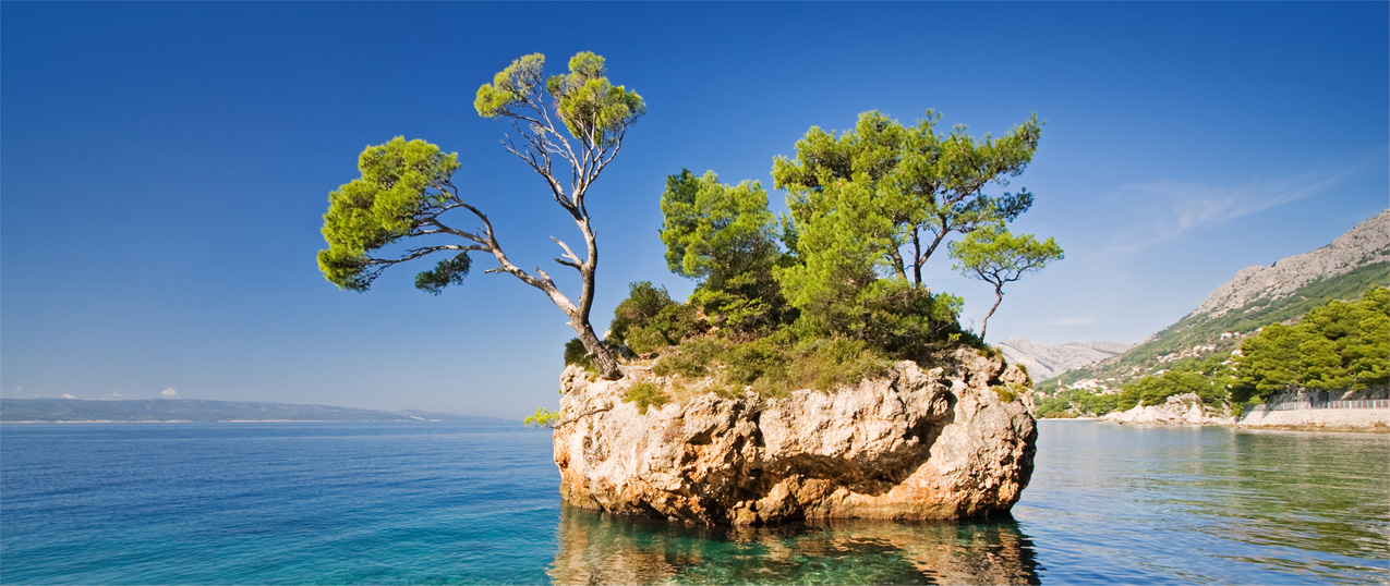 bomen kunnen groeien op rotsen of stenen, zelfs bij de zee met de zoute zeewind