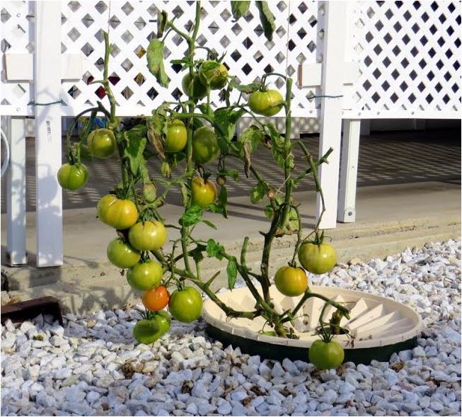 De Groasis Waterboxx met een - door de vorst beschadigde - tomatenplant