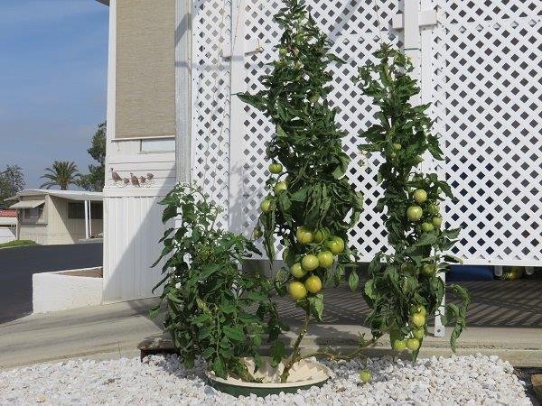 Las plantas de tomate en el Groasis Waterboxx después de doce semanas y 5 días