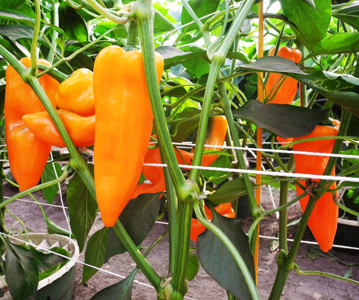 Cultivar hortalizas sostenibles en el Waterboxx plant cocoon de una manera eficiente
