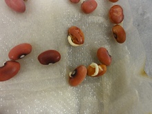 soaked seed small