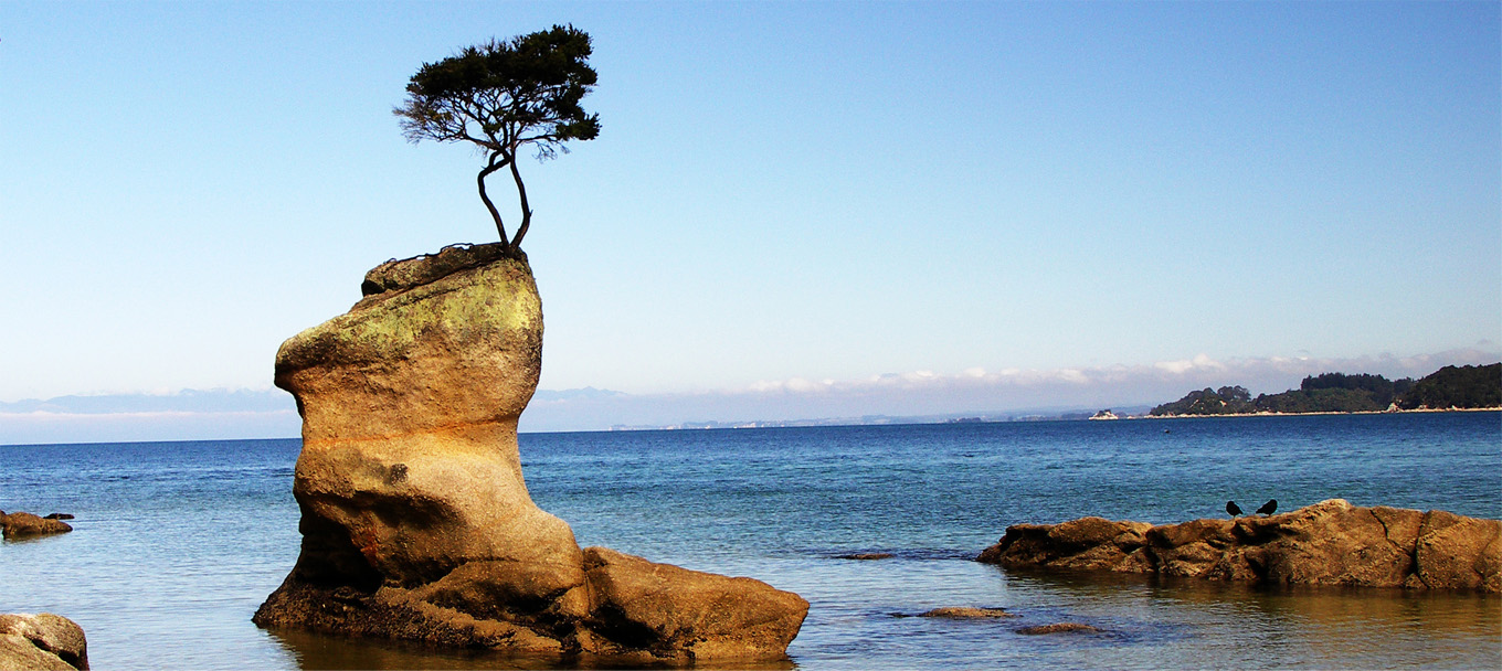 trees grow on rocks by the sea