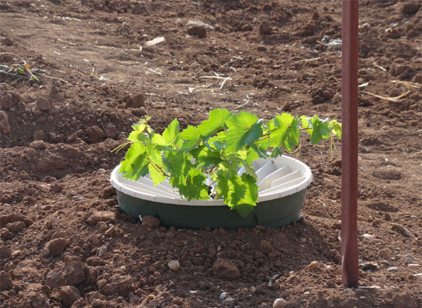 Three months old garpe planted with the Groasis Waterboxx without drip irrigation in Jordan