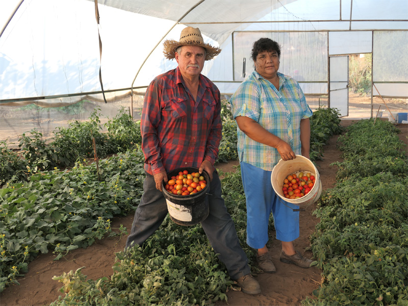 The Podesta Family with their tomatoes harvest of this morning from the Growboxx plant cocoon in Ensenada Mexico