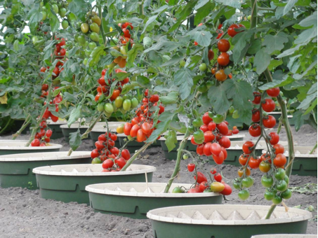Com o Groasis Waterboxx plant cocoon você pode crescer 50 quilos de tomate por planta com menos de 20% do consumo médio