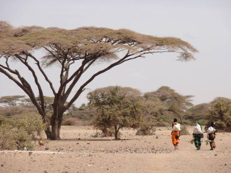 Uma árvore da acácia em Kenya do norte. A foto é de 2011, quando o verão foi extremamente quente e seco. A própria árvore cresce bem e é muito grande