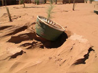 Planting trees in the Saharan Desert in Morocco