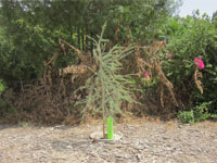 Support the growth of your tree with the Growsafe Telescoprotexx in Dubai