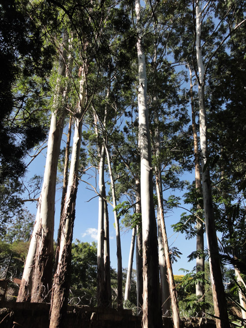 eucalyptus