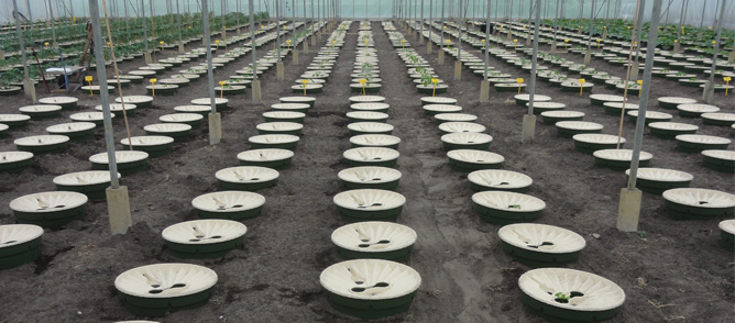 Paprika's planten in de Waterboxx plant cocoon zorgt voor een snellere groei zonder de hulp van irrigatie