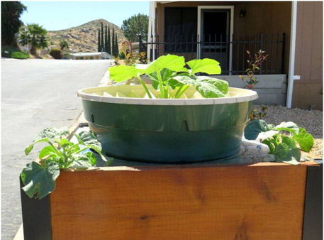 Plantas de calabaza y melón en el Groasis waterboxx