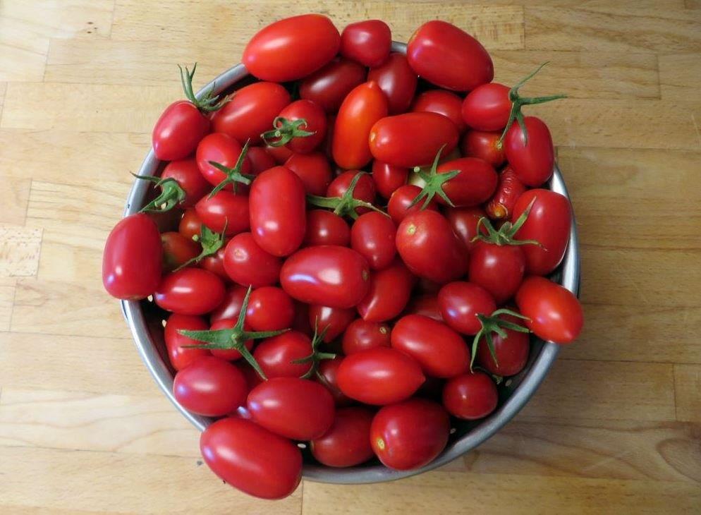 20150920 Juliette tomatoes organically grown with the Groasis Waterboxx