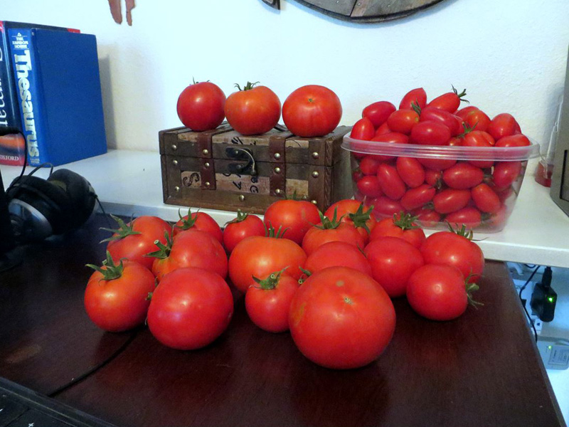 13. 20170727 All this harvest is from the same day from two plants that have been growing in the Waterboxx plant cocoon. 20 Big Beef tomatoes and 100 Juliets in the container