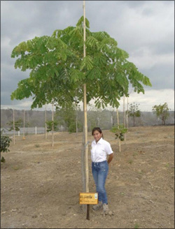 Plant trees in Ecuador without using irrigation systems and save money with the Waterboxx plant cocoon