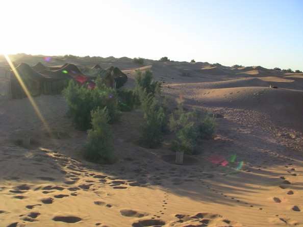 Planting trees with a high survival rate and less water in the Sahara desert with the Waterboxx plant cocoon