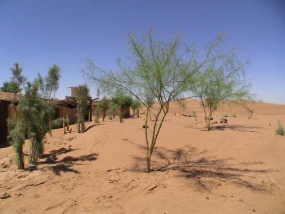 Bomen planten in de zomer in de Sahara Woestijn kan met de waterbesparende technologie van Groasis