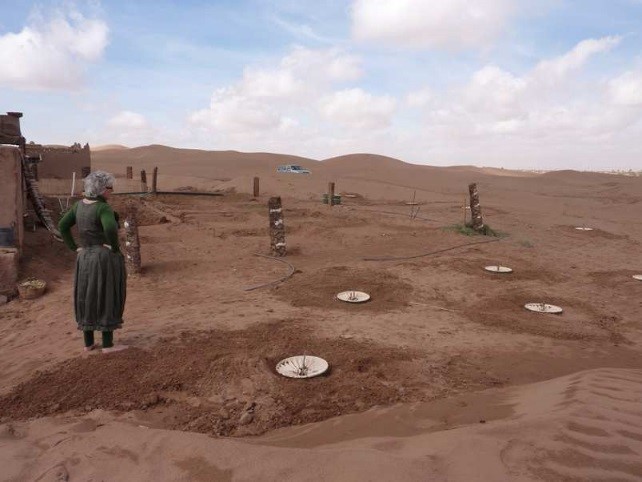 Planter des arbres dans le désert du Sahara avec moins d'eau, taux de survie élevé, pas d'énergie et bon marché - il est possible avec le Waterboxx plant cocoon