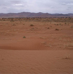 desert-250