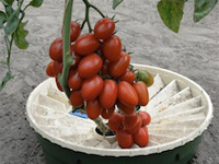 3-One-bunch-with-over-25-tomatoes 200