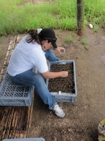 Detail of sowing the seed