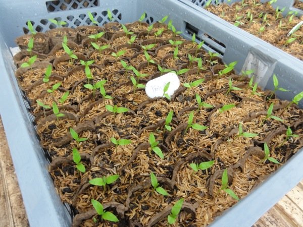 First germination of the cucumber seeds 100%