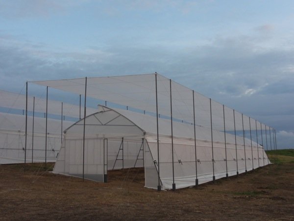 The greenshadehouse plastic on top plastic and gauze on the side and a shade net above the plastic