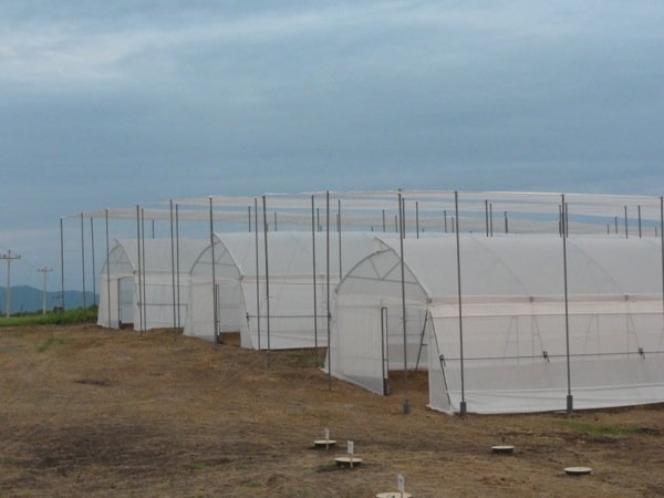 Three tunnels of each 300 m2