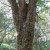 Threats to plants