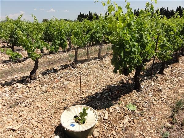 Interplanting of vines without irrigation planted April 2011