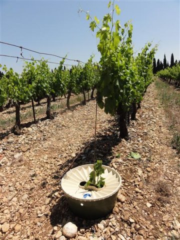 Good start of interplanted vines May 2011