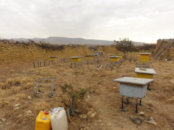 Some of Mr. Abraha\'s beehouses