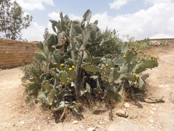 Nature has a solution for draught the beauty of cactus