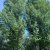 Twintrees and multiple trees