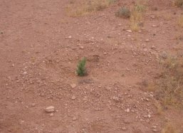 Pinus nigra tree