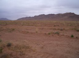 Field of pine trees