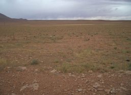 Field of pine trees