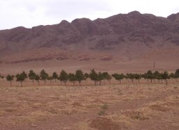The pine trees have grown. 