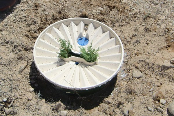 Planted with the waterboxx and the capillary drill