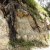 Root system